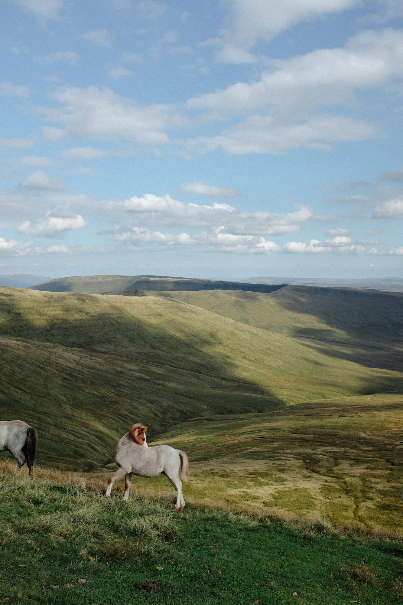 dovileb wales wild horses brecon beacons