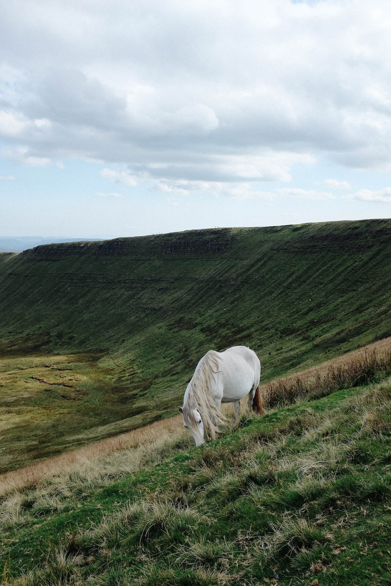 dovileb wales wild horses brecon beacons
