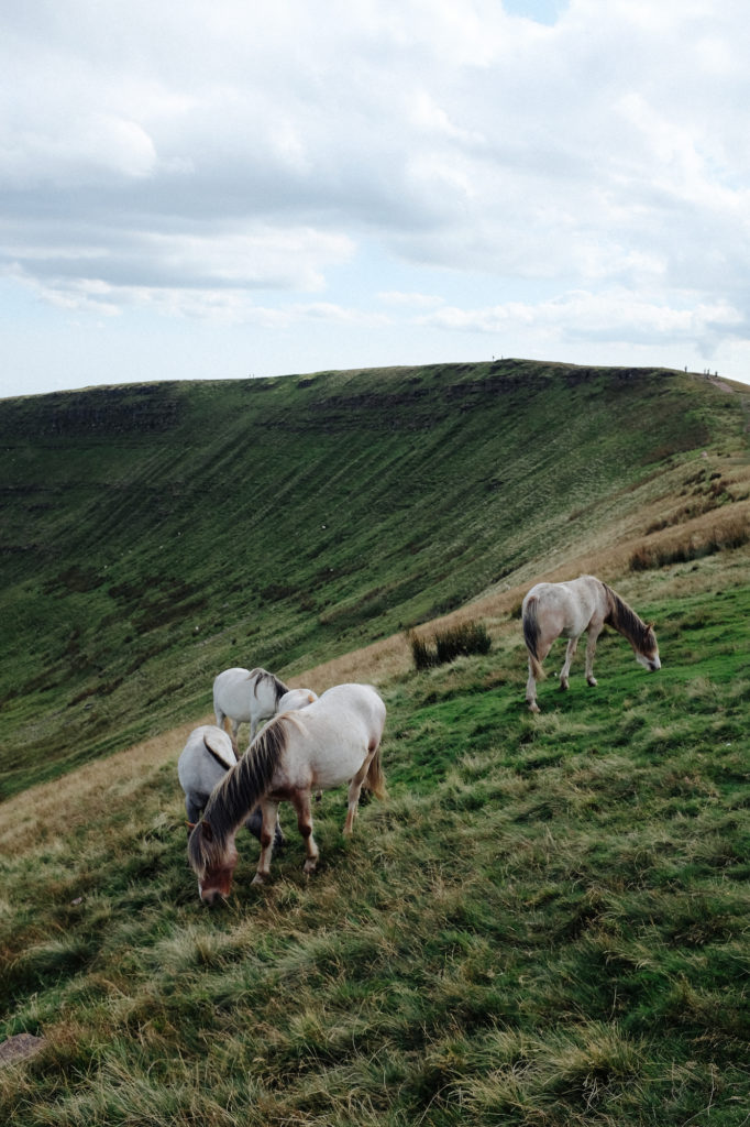 dovileb wales wild horses brecon beacons